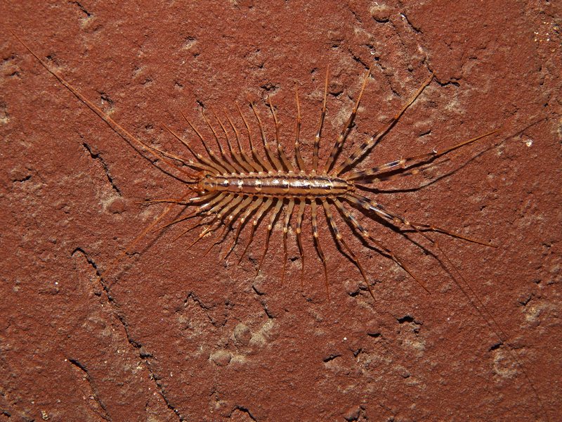 Scutigera coleoptrata